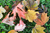 Fall leaf collection in urban areas