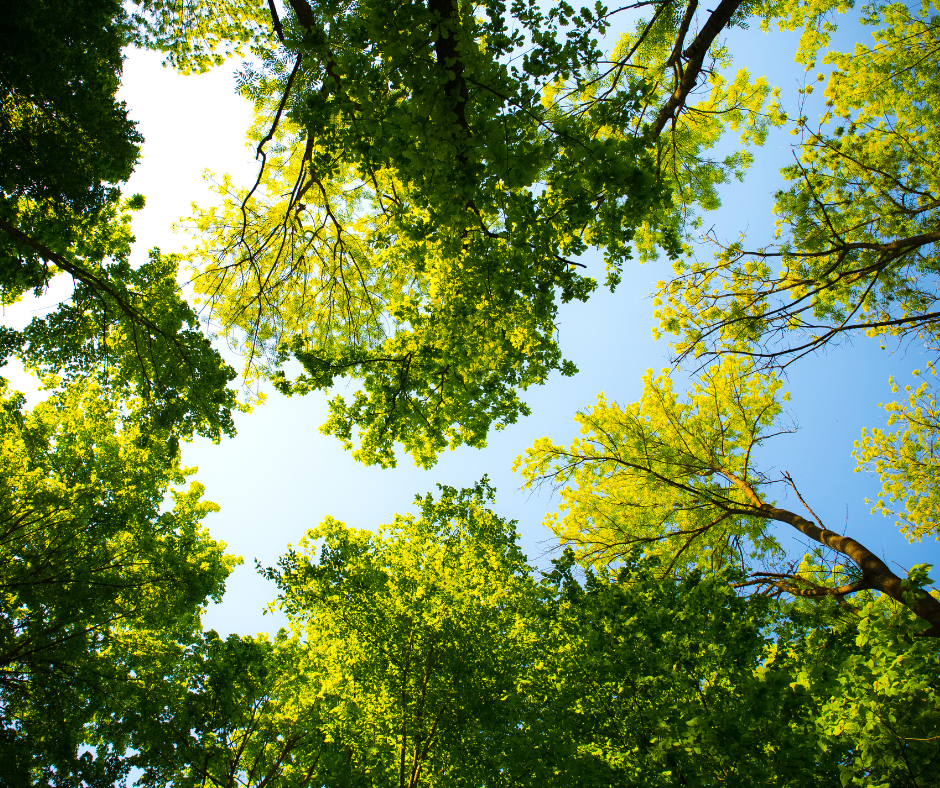 Thinking About Planting a Tree?
